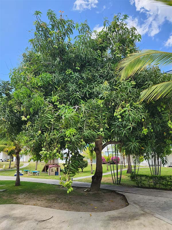 HERMOSO APARTAMENTO FRENTE AL MAR EN NIKKI BEACH - Miniatura 27