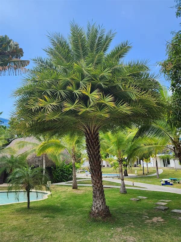 HERMOSO APARTAMENTO FRENTE AL MAR EN NIKKI BEACH - Miniatura 28