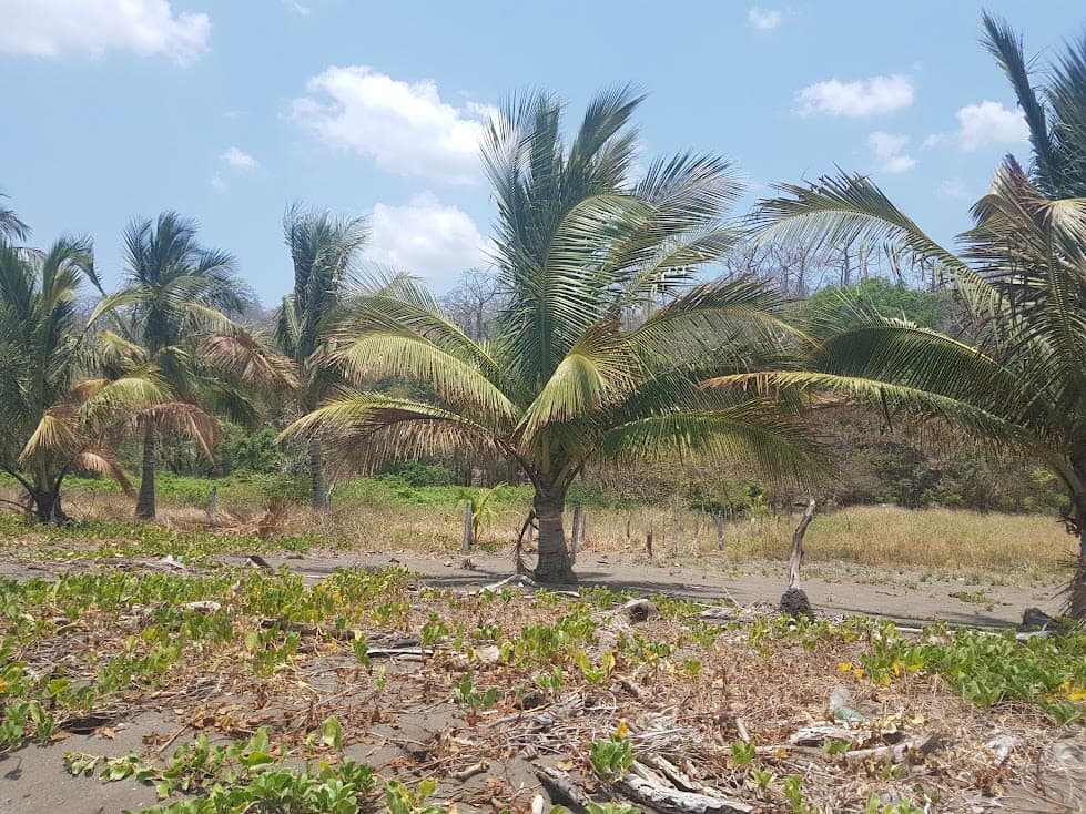 Terreno FRENTE DE PLAYA y carretera OV - Miniatura 10