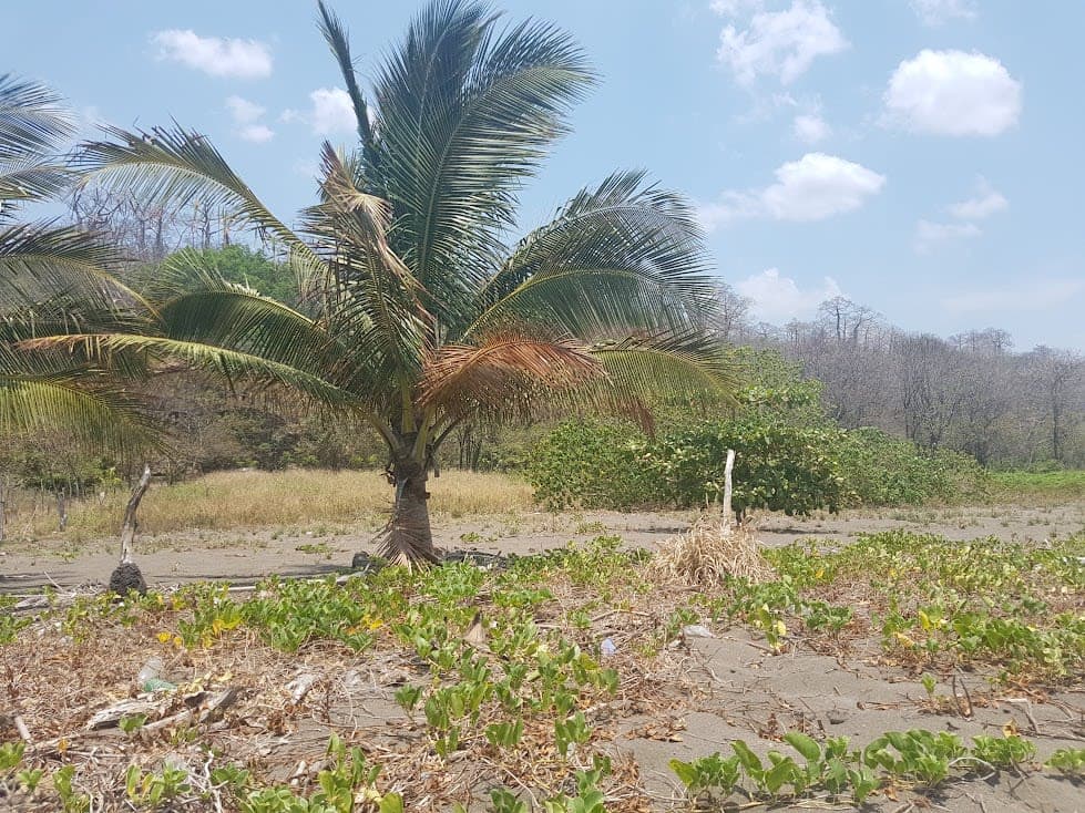 Terreno FRENTE DE PLAYA y carretera OV - Miniatura 11